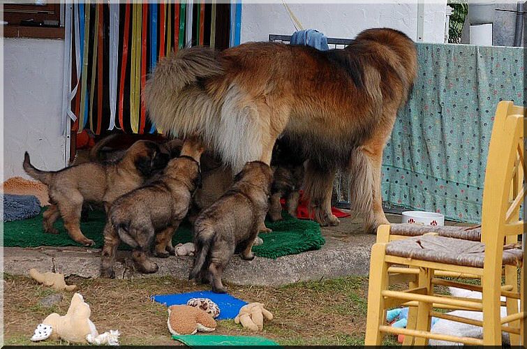 leonberger 103.jpg